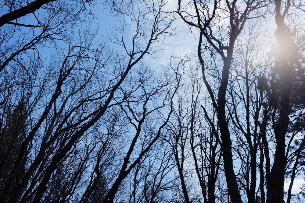 A view of bare tree branches reaching upwards against a blue sky with scattered clouds.