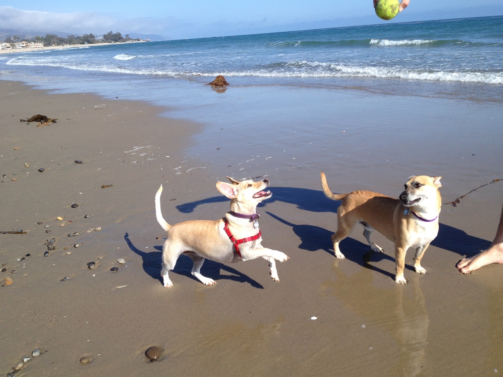 Two dogs playing on the beach, with one jumping in excitement and the other standing beside it, while the ocean waves are gently lapping at the shore.