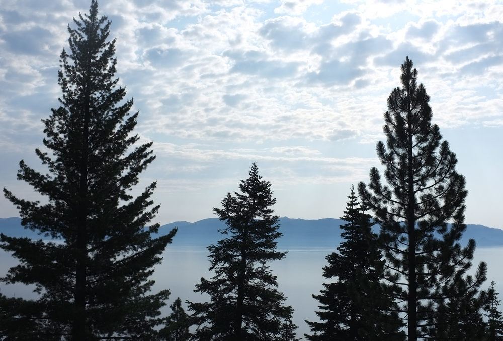 Silhouette of tall pine trees in front of a calm lake and distant mountains under a cloudy sky.