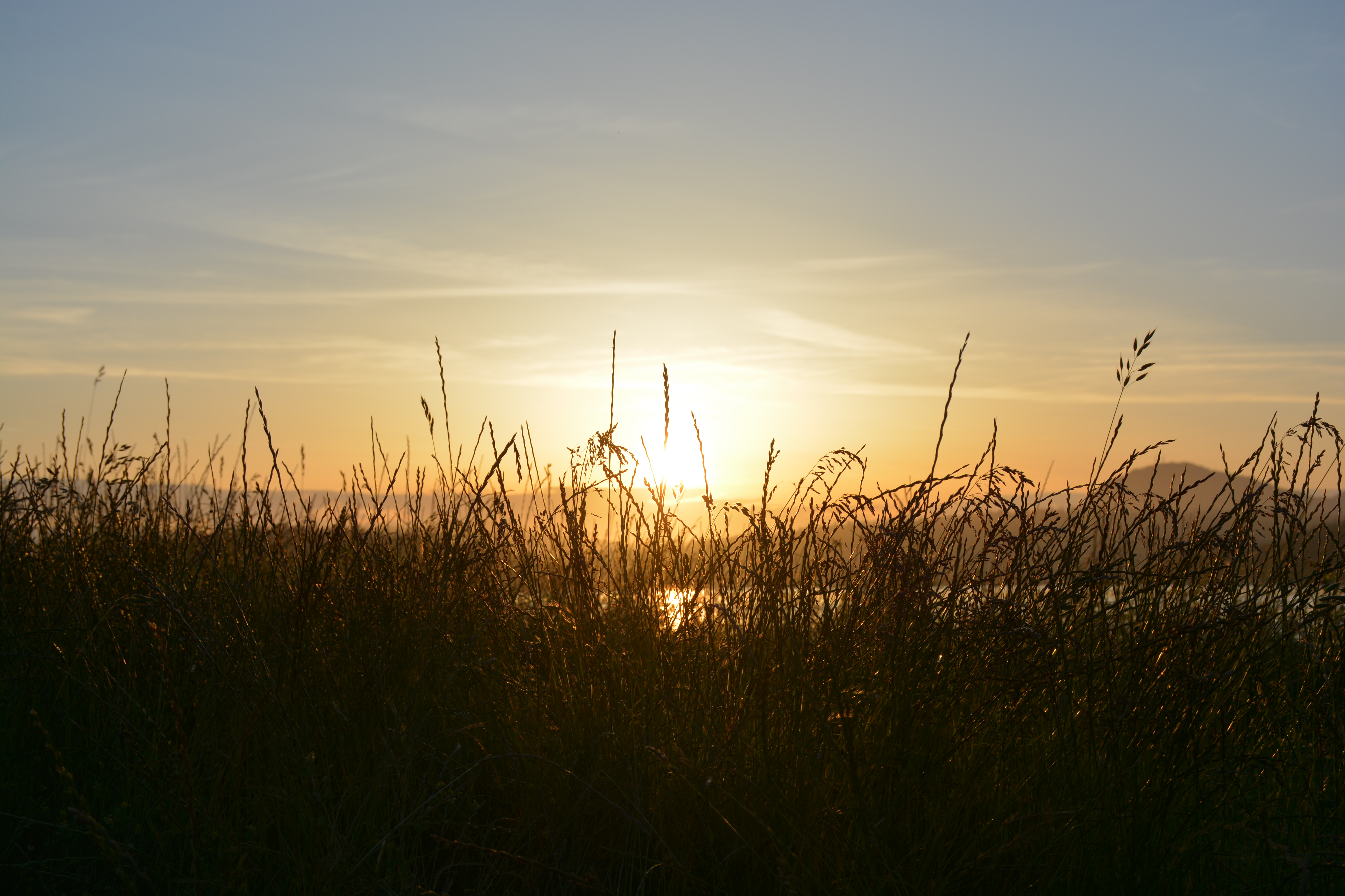 Silhouette of tall grass against a sunset, with warm colors reflecting on the water in the background.