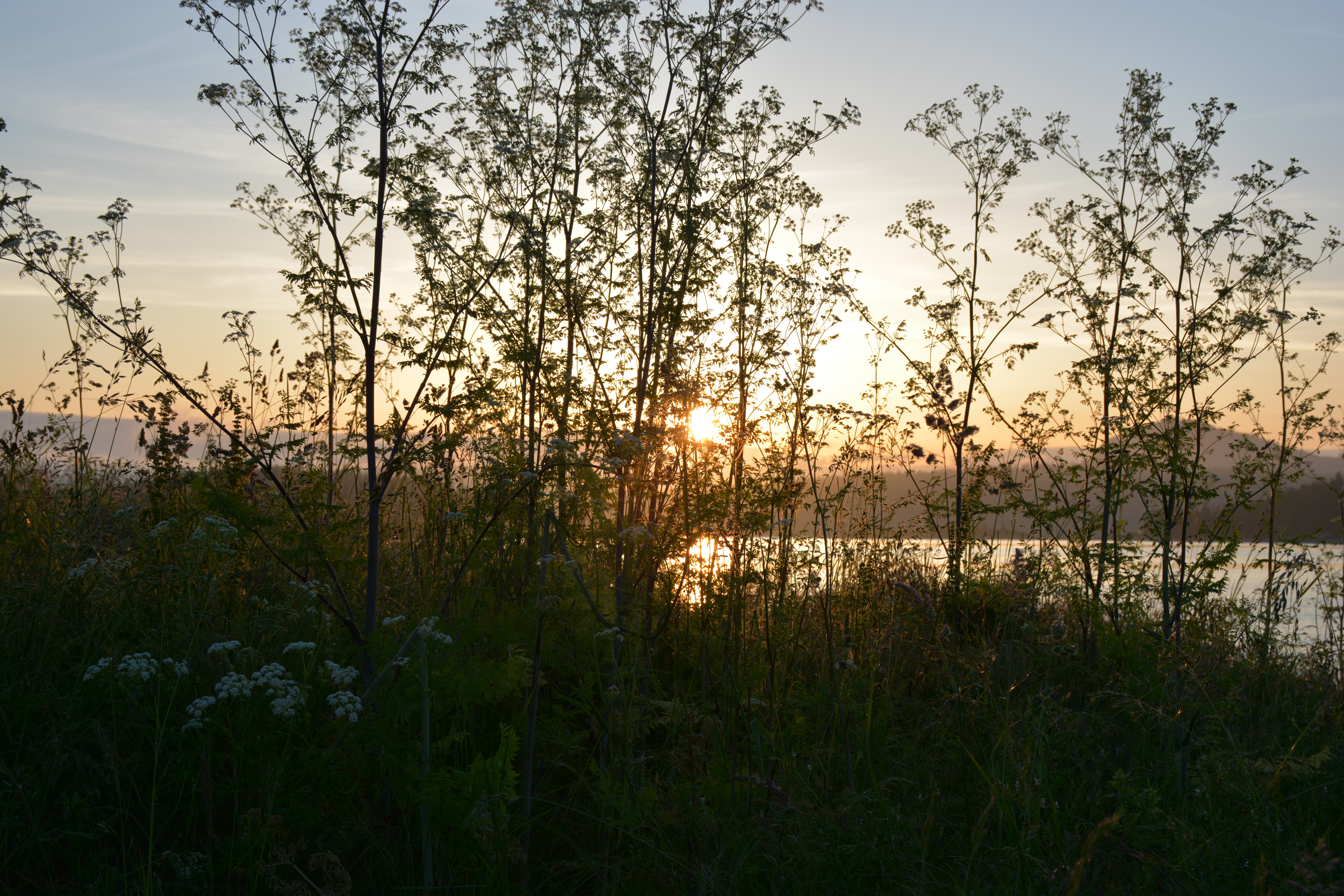 Sunset view with silhouettes of plants and water reflection in the background.
