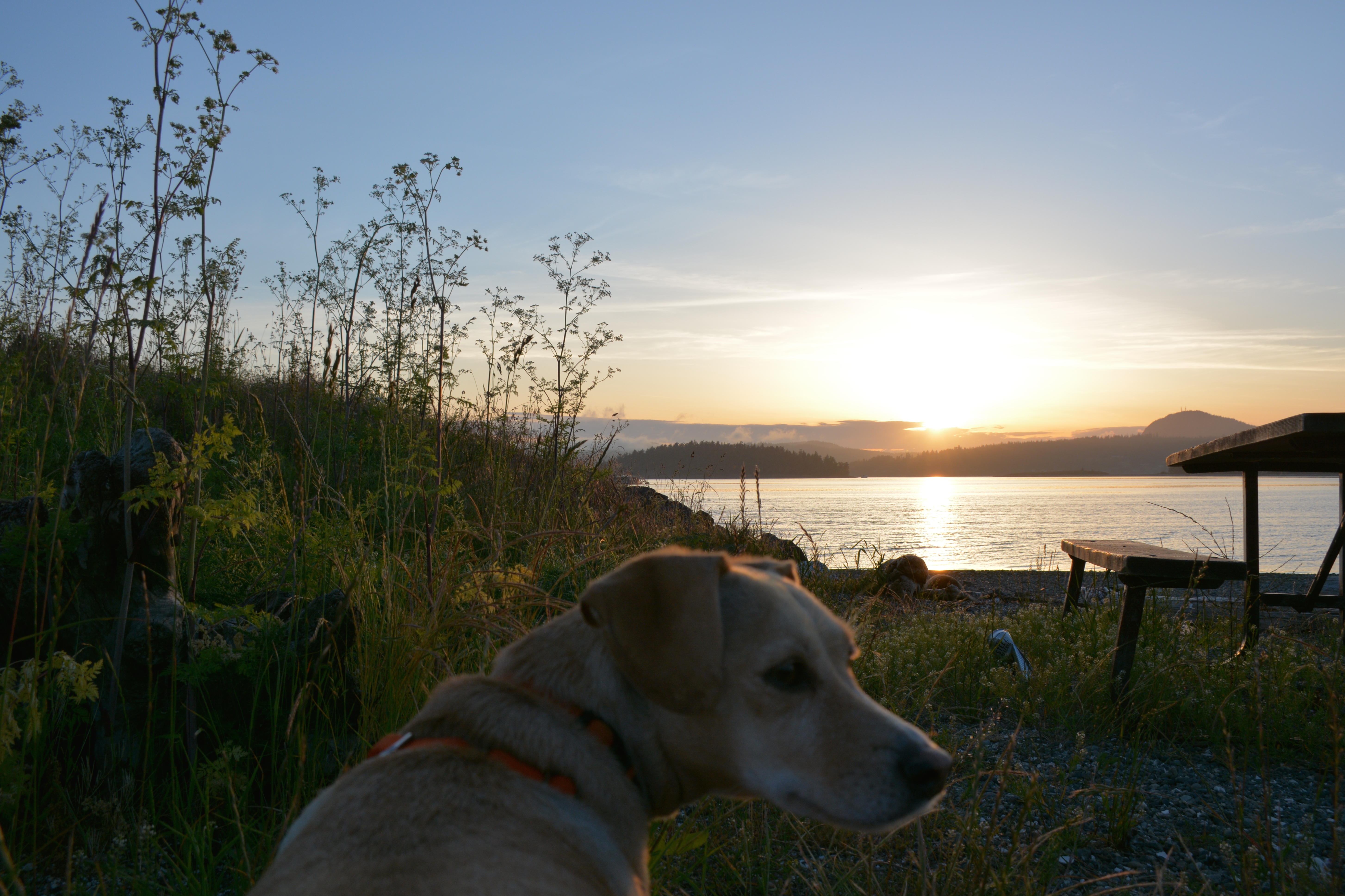A dog sits in tall grass with a sunset reflecting on the water in the background.