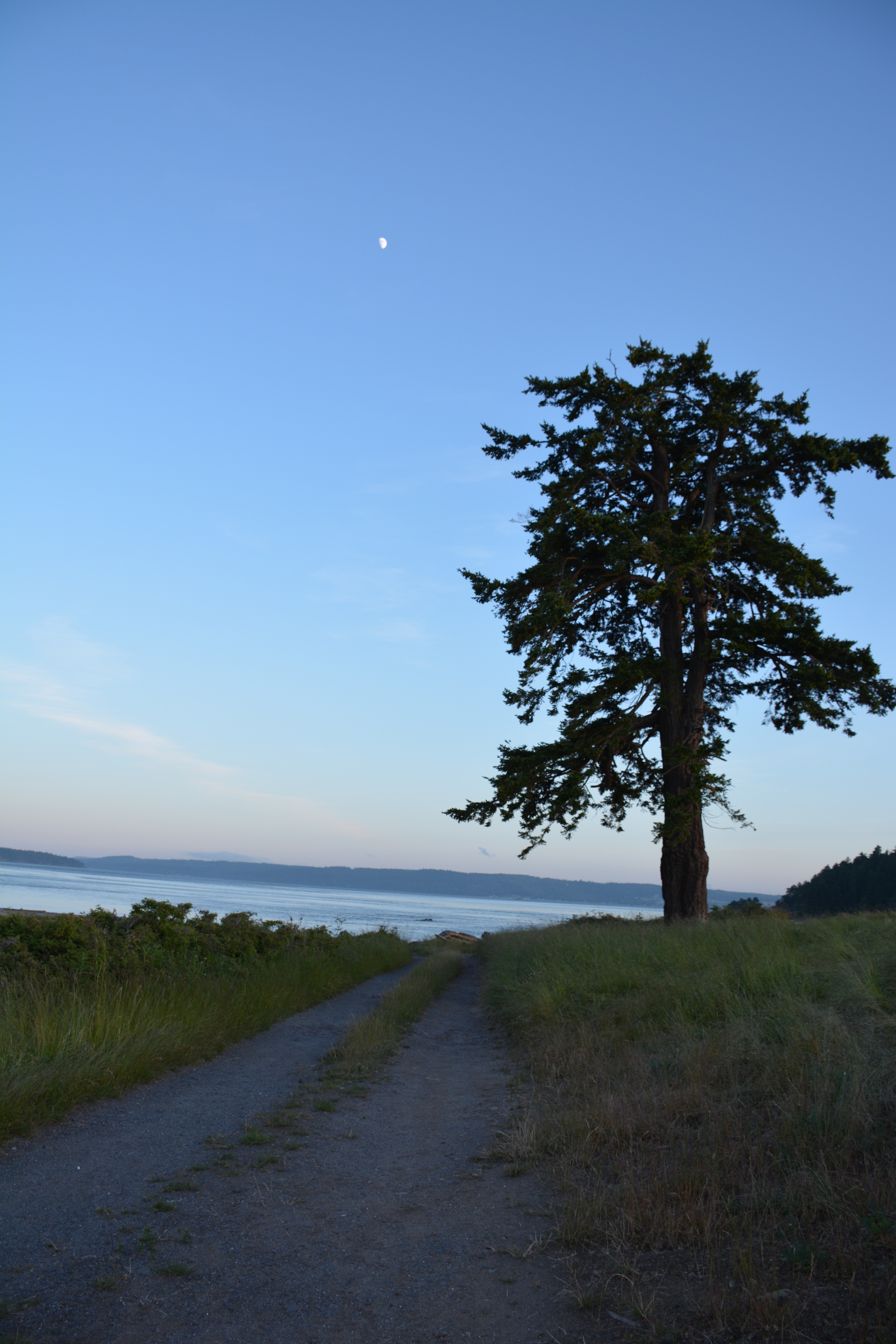 A scenic path leading towards a body of water, with a tall tree on the right side and a clear blue sky above featuring a crescent moon.