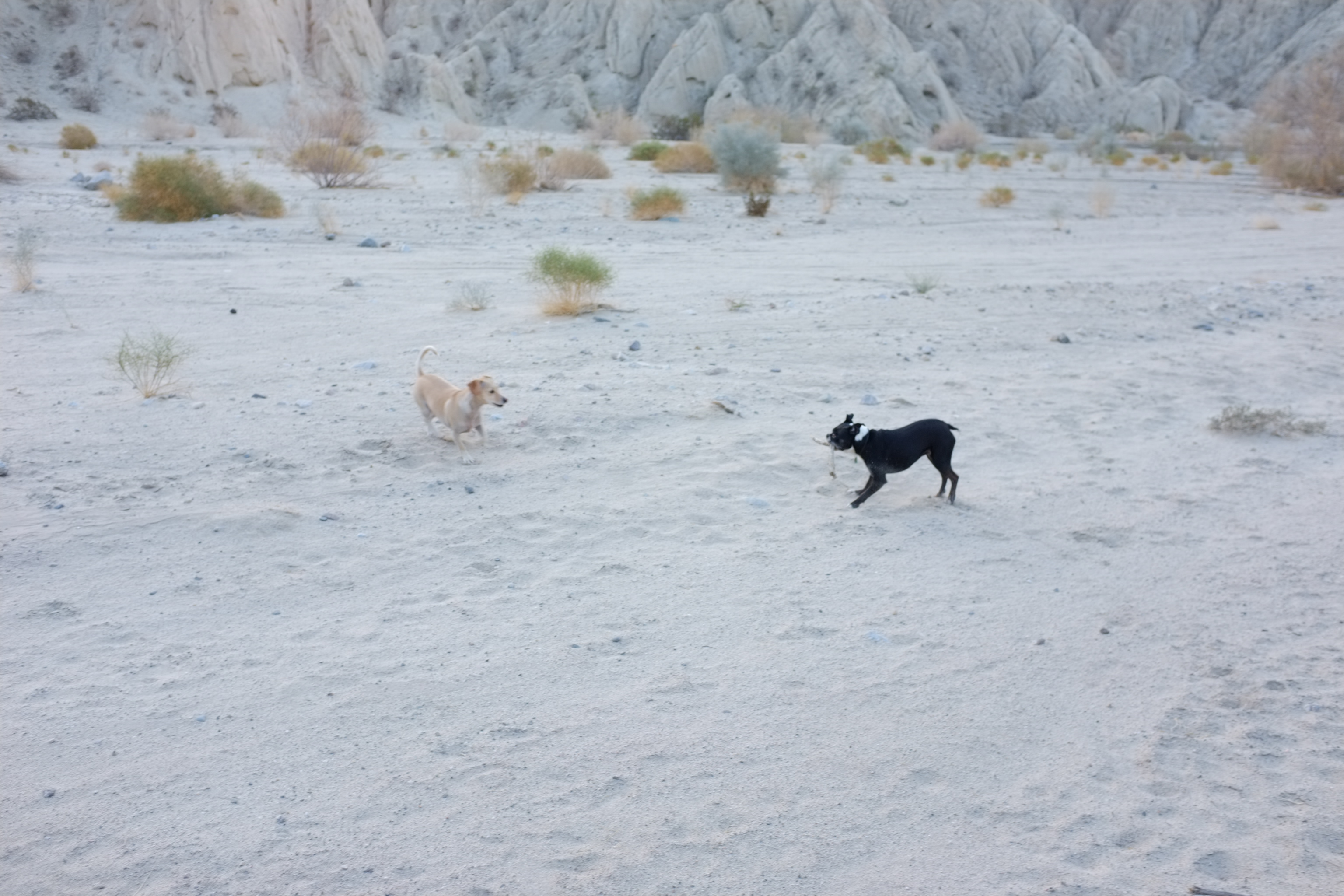 Two dogs playing in a sandy, desert landscape with rocky formations in the background.