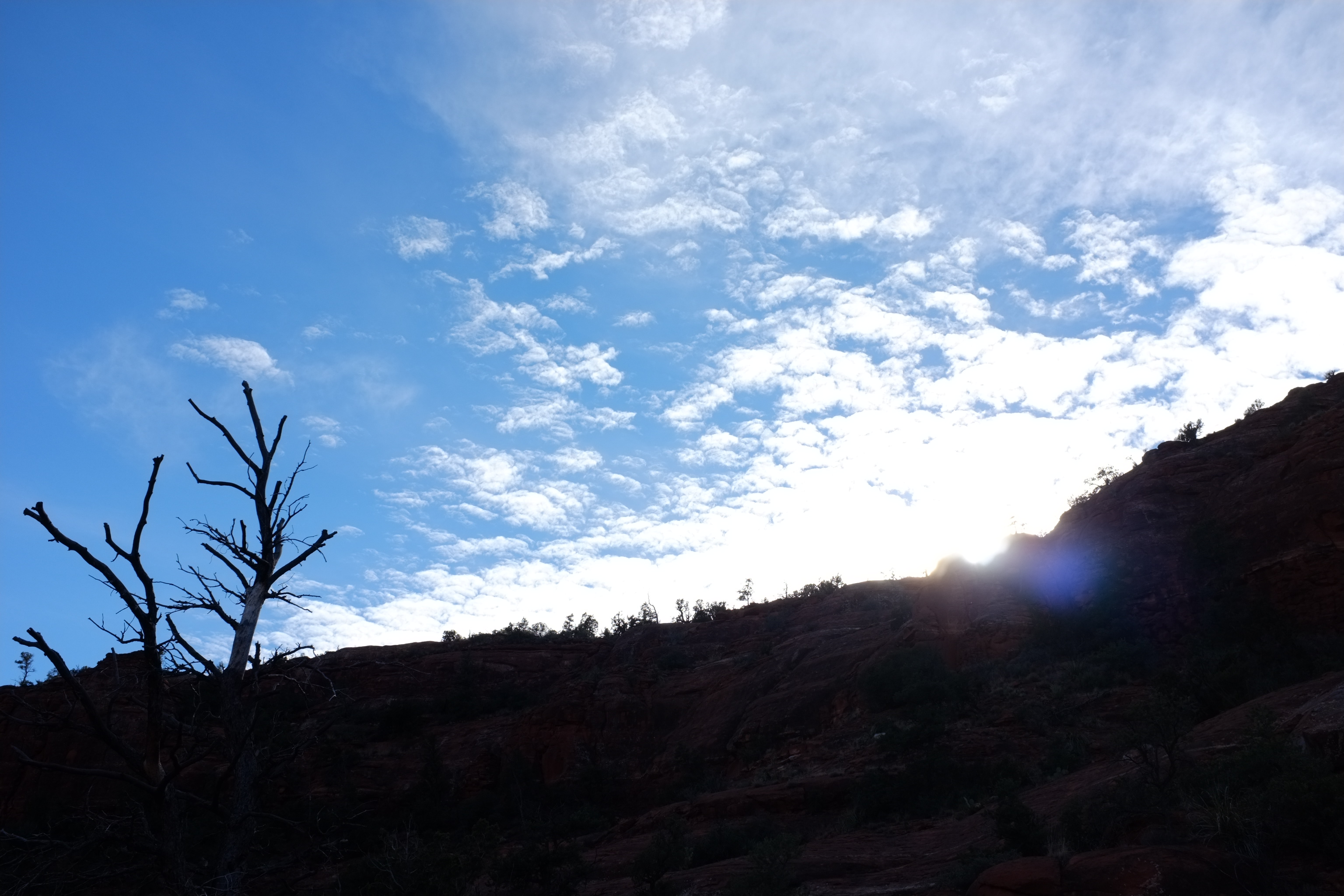 Silhouette of a leafless tree against a backdrop of partially cloudy blue sky and sunlit red rock formations in Sedona.