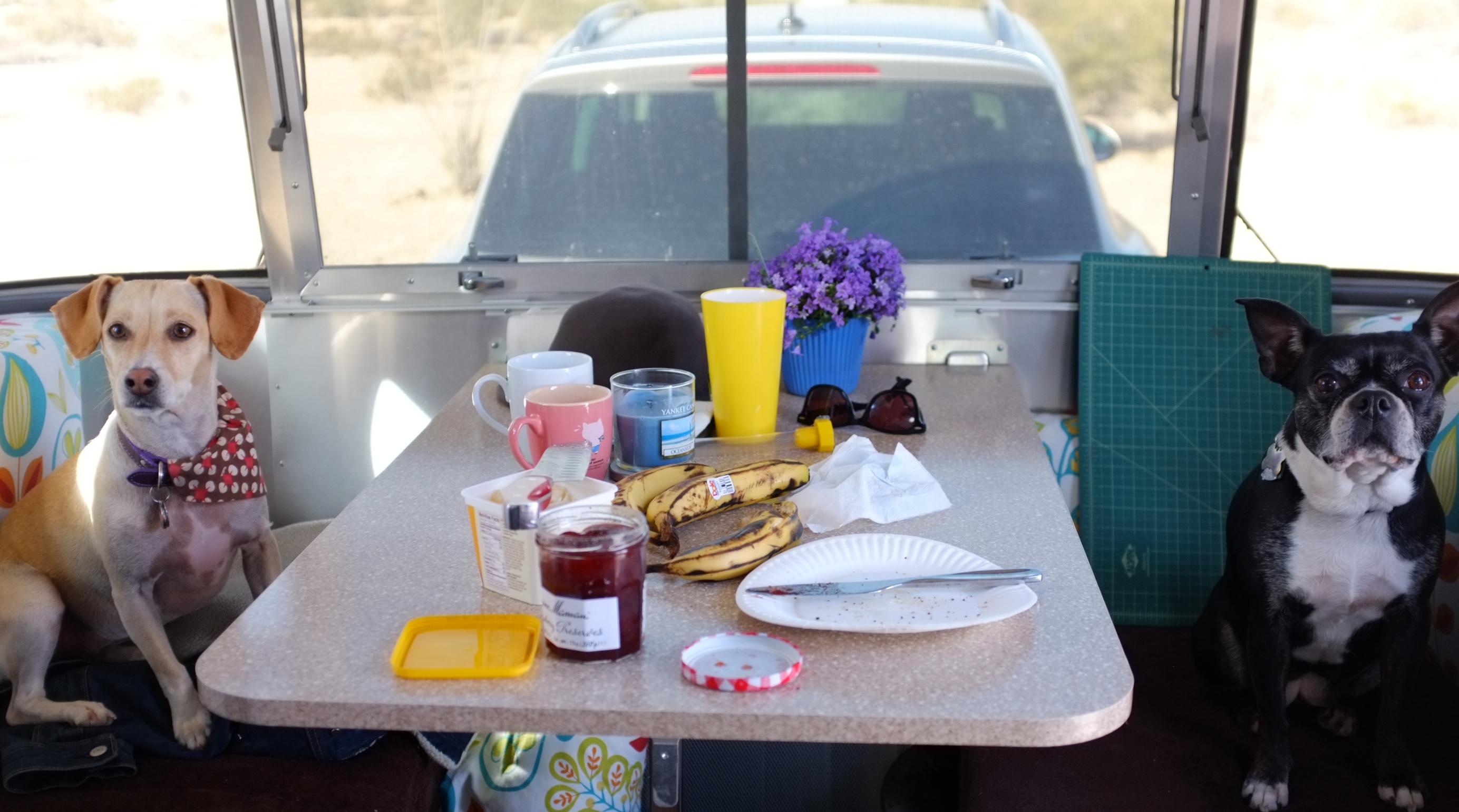 Interior of a camper with two dogs sitting at the table, featuring snacks and drinks.