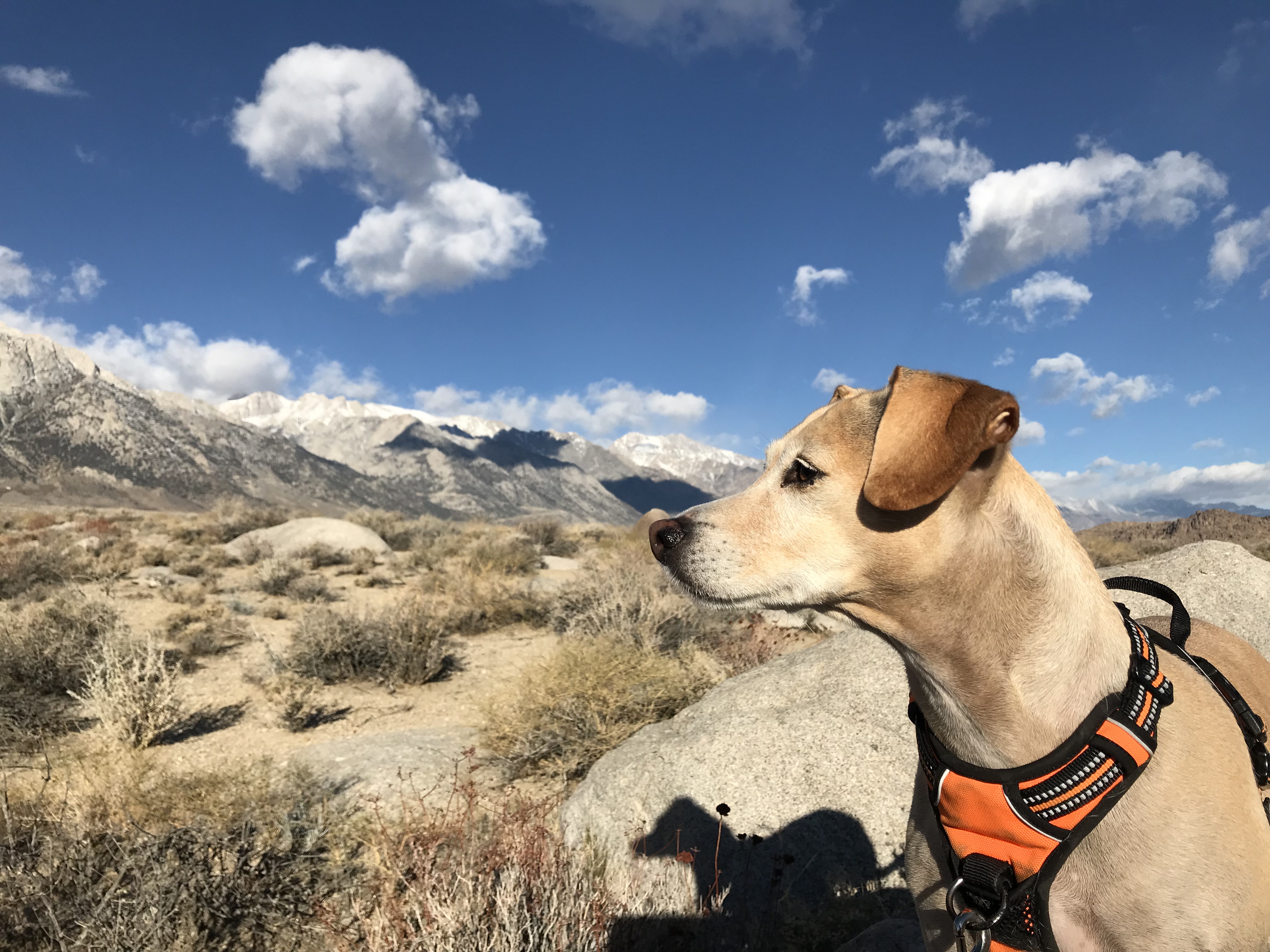 dog, camping with dogs, sky, boulders
