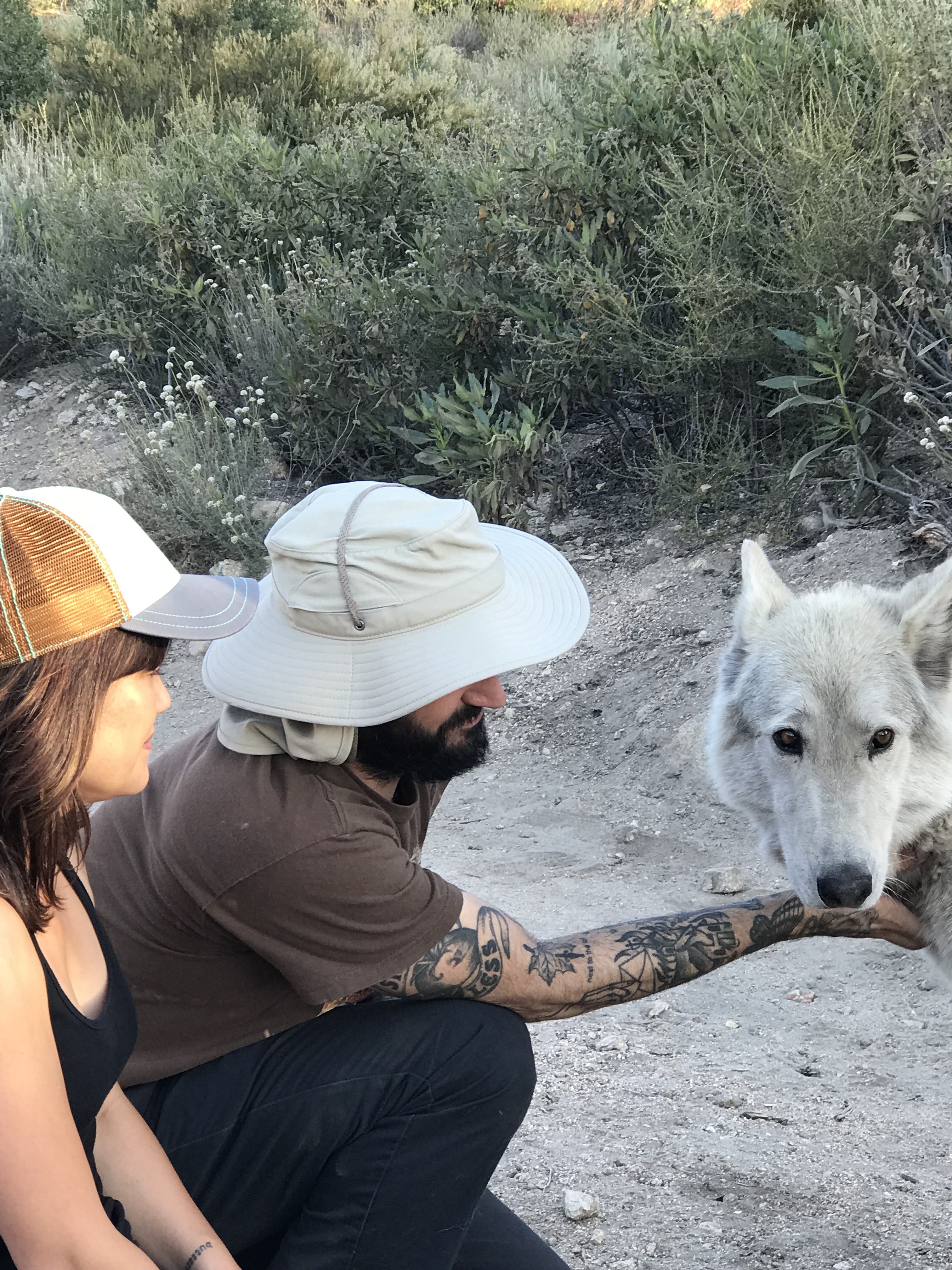 Wolfdog at the Wolf Connection