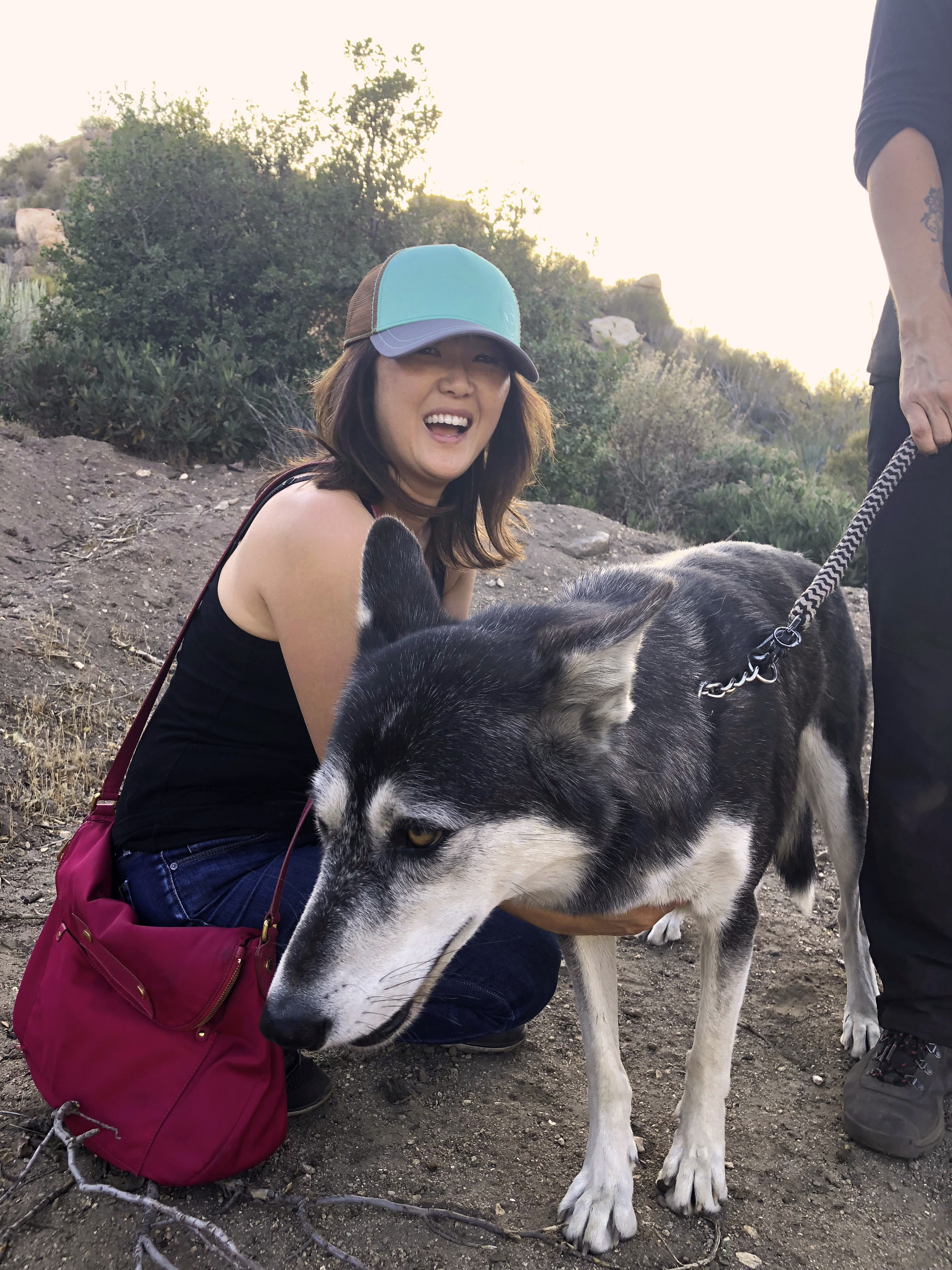 Wolfdog at the Wolf Connection