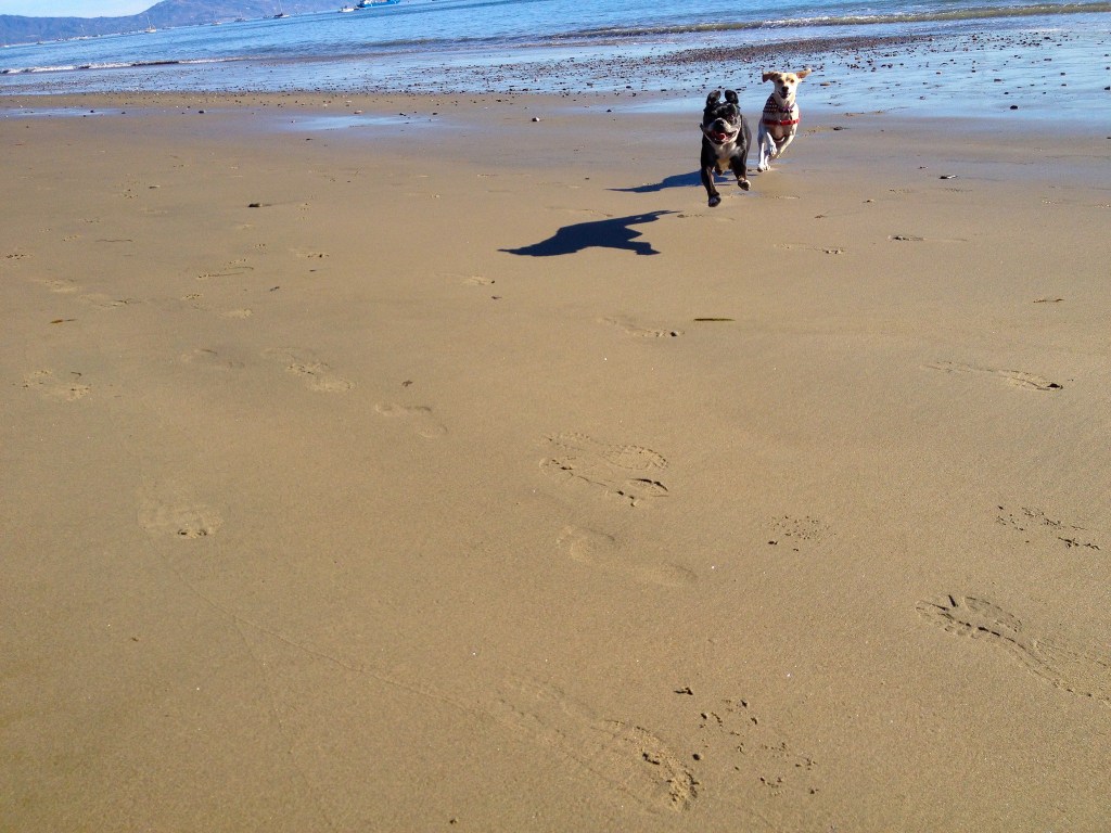 Two dogs running along a sandy beach, with paw prints visible in the sand and a body of water in the background.