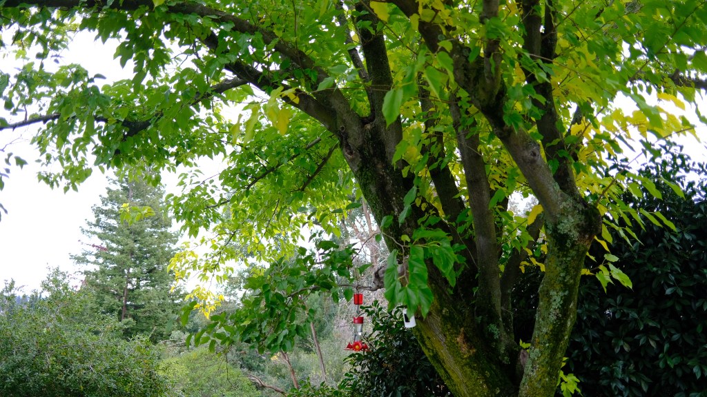 A lush mulberry tree in a backyard, densely covered with green leaves and providing shade, with a red hummingbird feeder hanging from its branches.