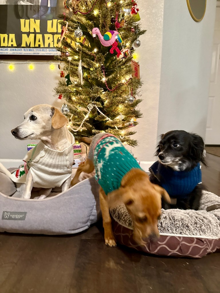 Three dogs in festive sweaters sitting in front of a decorated Christmas tree with holiday ornaments.