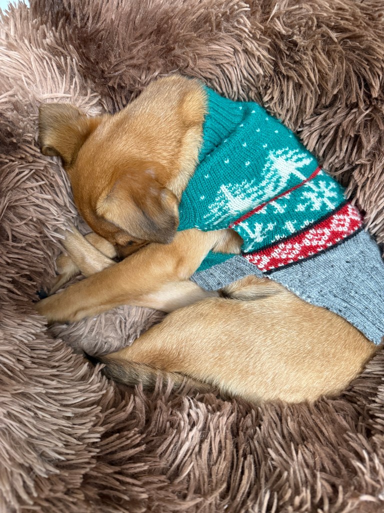 A small dog wearing a colorful holiday sweater curled up and sleeping on a plush, soft blanket.