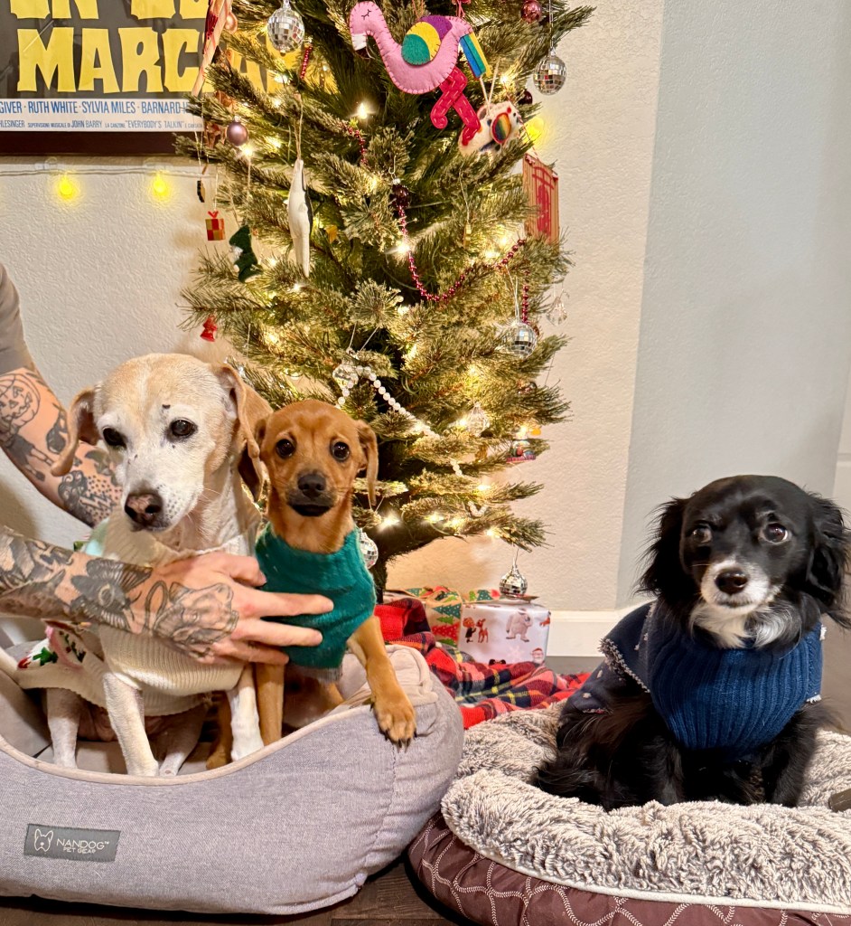 Three dogs in festive sweaters sitting by a decorated Christmas tree with lights and ornaments.