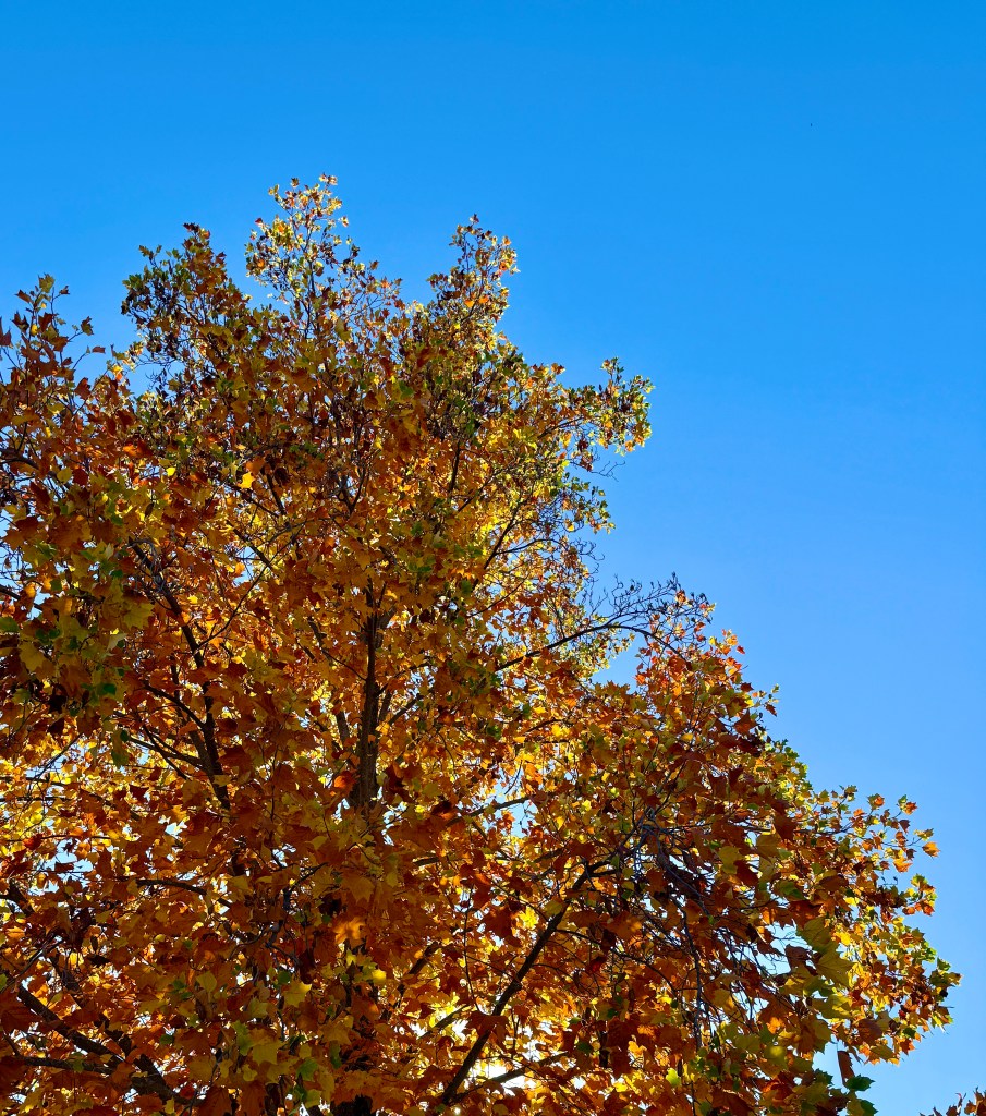 A vibrant autumn tree displaying orange and yellow leaves against a clear blue sky.