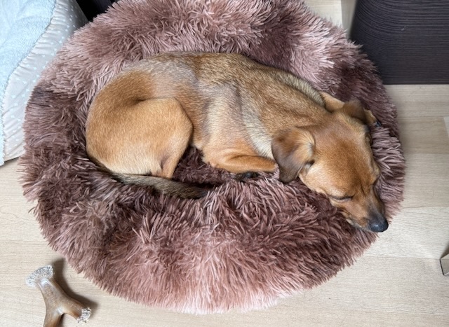 A small dog curled up and sleeping on a fluffy, round pet bed.
